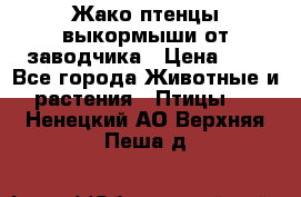 Жако птенцы выкормыши от заводчика › Цена ­ 1 - Все города Животные и растения » Птицы   . Ненецкий АО,Верхняя Пеша д.